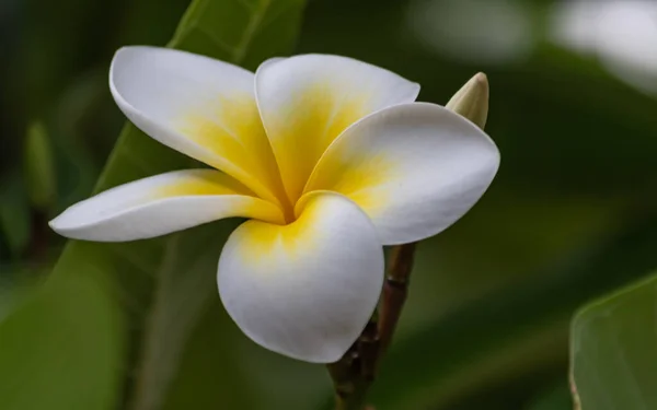 Flor Frangipani Amarela Branca — Fotografia de Stock