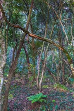 NSW, Avustralya 'nın merkez kıyısındaki Patonga' da Ağaçlar ve Eğreltiotları Ormanı