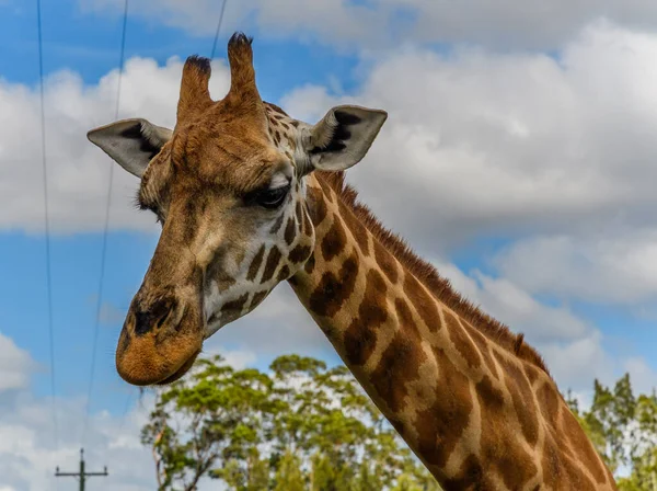 Girafe Rothschild Est Une Sous Espèce Girafe — Photo