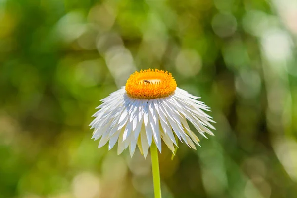 White Paper Daisy Flower — 图库照片