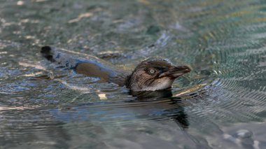 Küçük penguen, penguenlerin en küçüğü..