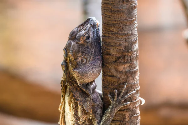 The frilled-necked lizard climbing a tree, also known commonly as the frilled lizard, frilled dragon or frilled agama,.