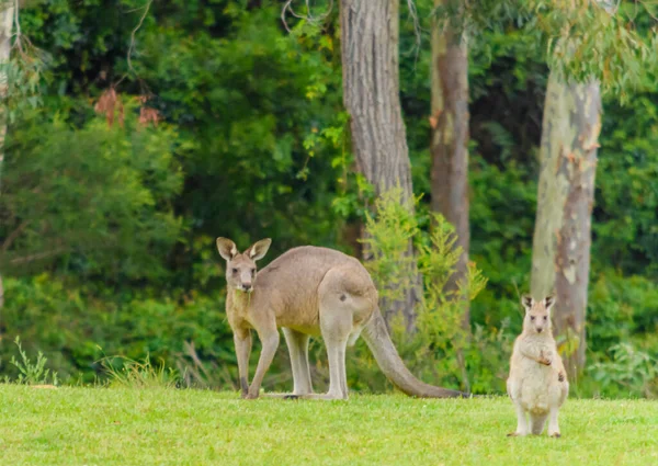 Kängurus Freier Wildbahn Auf Dem Grünen Gras Long Beach Batemans — Stockfoto