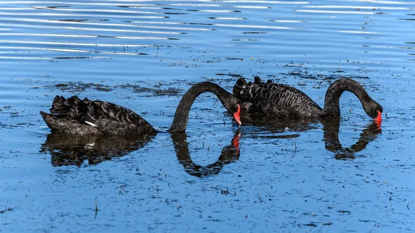 Par Cisnes Negros Alimentando Água Azul — Fotografia de Stock