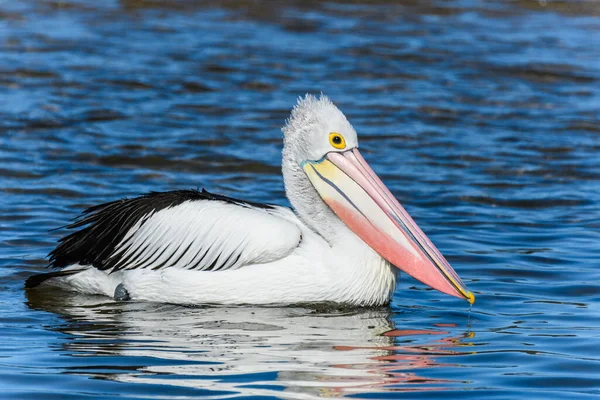 Pelican Nage Sur Baie Pris Woy Woy Nsw Australie — Photo