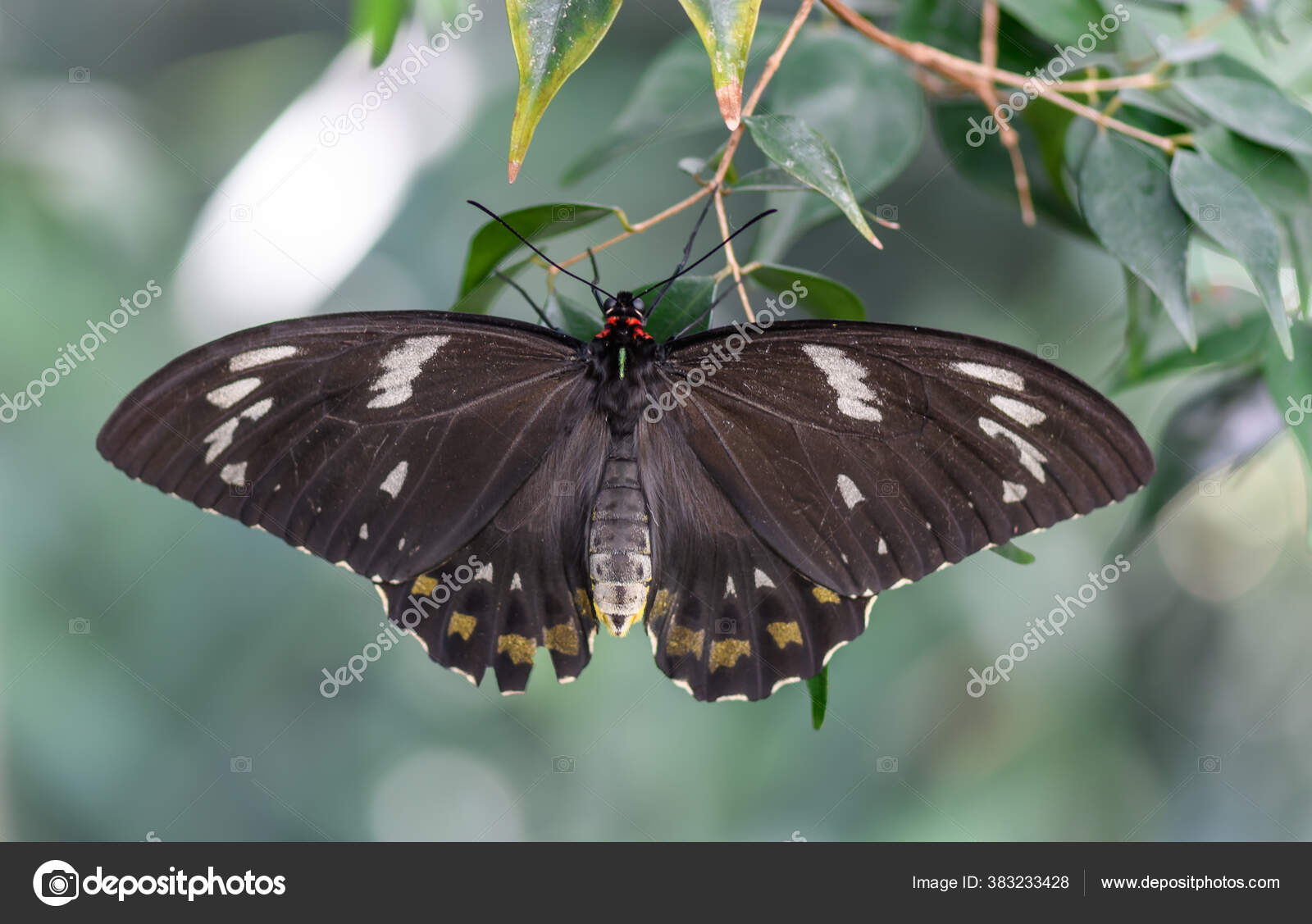 Common Australian Crow Butterfly Wings Outspread Stock Photo by