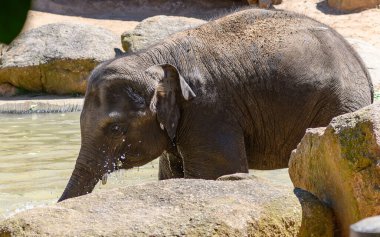 Asya fili buzağısı suda soğuyor..