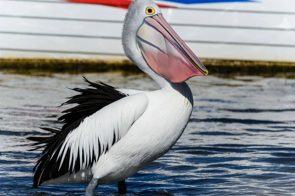 Postura Pelícano Borde Las Aguas Tomado Woy Woy Nsw Australia — Foto de Stock