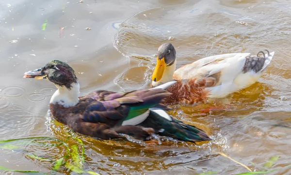 Stockente Und Ancona Enten Lake Canobolas Orange New South Wales — Stockfoto