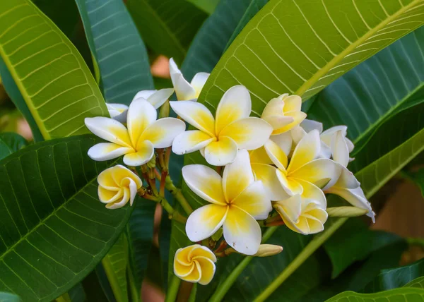 Flores Frangipani Amarillas Blancas Árbol Jardín Woy Woy Nsw Australia — Foto de Stock