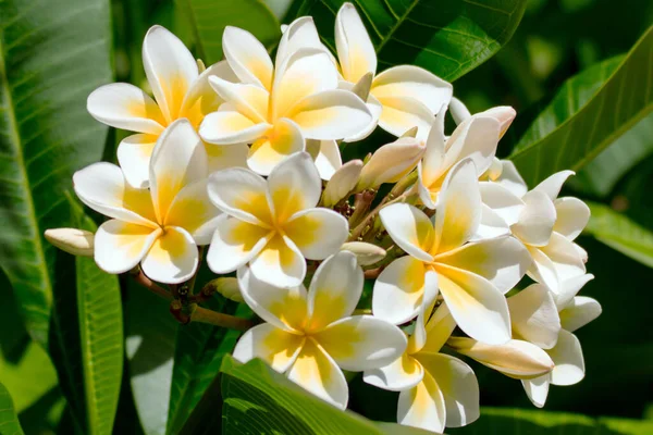 Fiori Frangipani Gialli Bianchi Albero Nel Giardino Woy Woy Nsw — Foto Stock