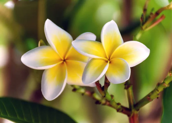 Flores Frangipani Amarelas Brancas Jardim Woy Woy Nsw Austrália — Fotografia de Stock