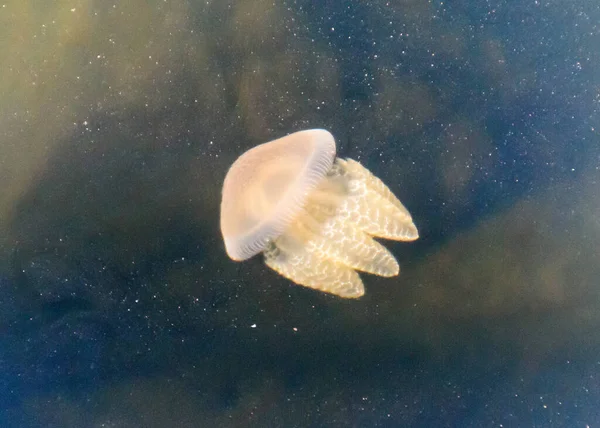 Jellyfish Swimming Clyde River Nelligen New South Wales Australia — Stock Photo, Image