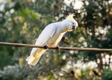 Telefon kablosunda sülfür armalı papağan. Woy Woy, NSW, Avustralya