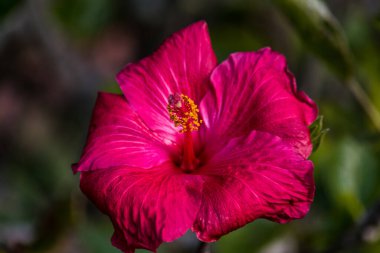 Güzel, koyu pembe amber çiçeği. Yaklaş..