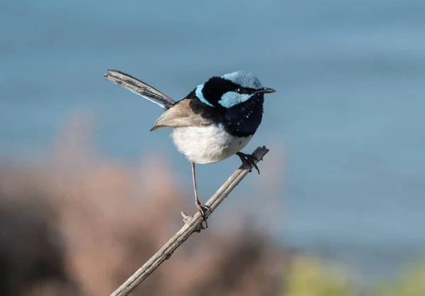 Tiny Male Superb Fairywren Гілці Ocean Beach Umina Nsw Australia — стокове фото