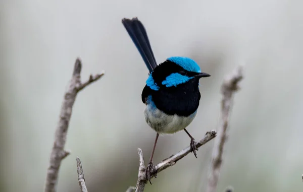 Tiny Male Superb Fairywren Гілці Ocean Beach Umina Nsw Australia — стокове фото