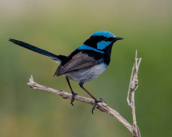 Tiny Male Superb Fairywren Twig Ocean Beach Umina Nsw Australia — Stock Photo, Image