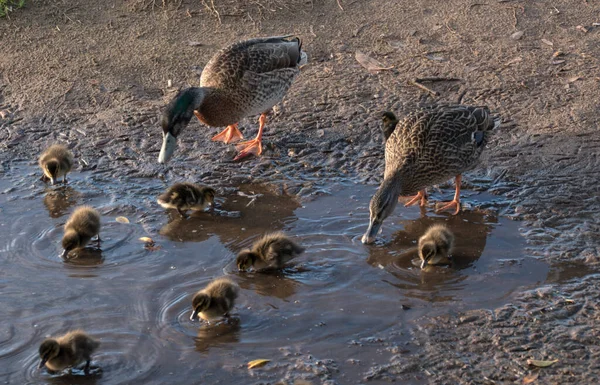 Patos Mallard Patinhos Primavera Chegou Woy Woy Nsw Austrália — Fotografia de Stock