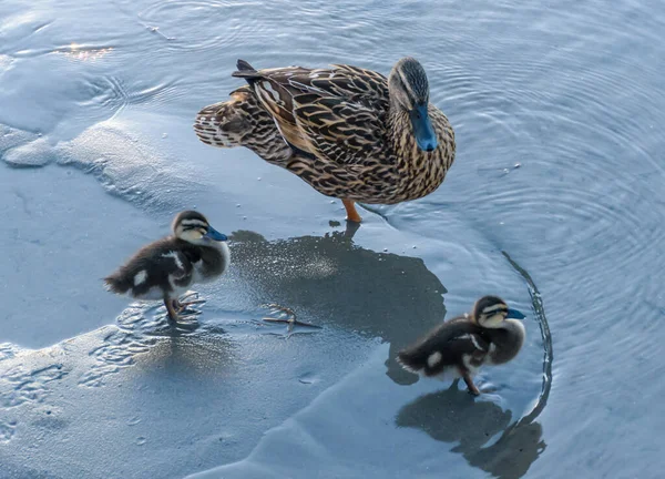 Μητέρα Mallard Και Παπάκια Της Στην Άμμο Δίπλα Στον Κόλπο — Φωτογραφία Αρχείου