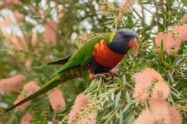 Şişe fırçasında gökkuşağı Lorikeet. Woy Woy, NSW, Avustralya 'da çekildi.
