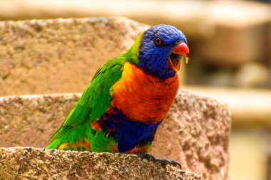 Şişe fırçasında gökkuşağı Lorikeet. Woy Woy, NSW, Avustralya 'da çekildi.