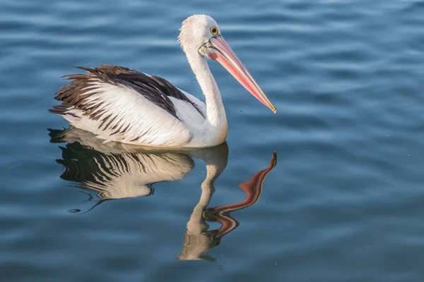 Pelican Dans Eau Bleue Avec Des Reflets Woy Woy Nsw — Photo