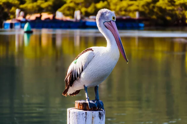 Pelicano Num Poste Beira Mar Tomado Woy Woy Nsw Austrália — Fotografia de Stock