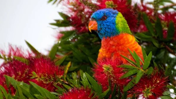Şişe fırçasında gökkuşağı Lorikeet. Woy Woy, NSW, Avustralya 'da çekildi.