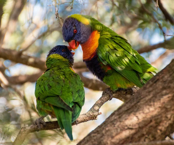 Rainbow Lorikeet Dans Brosse Bouteille Pris Woy Woy Nsw Australie — Photo