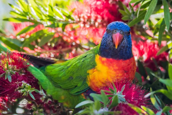 Rainbow Lorikeet Dans Brosse Bouteille Pris Woy Woy Nsw Australie — Photo