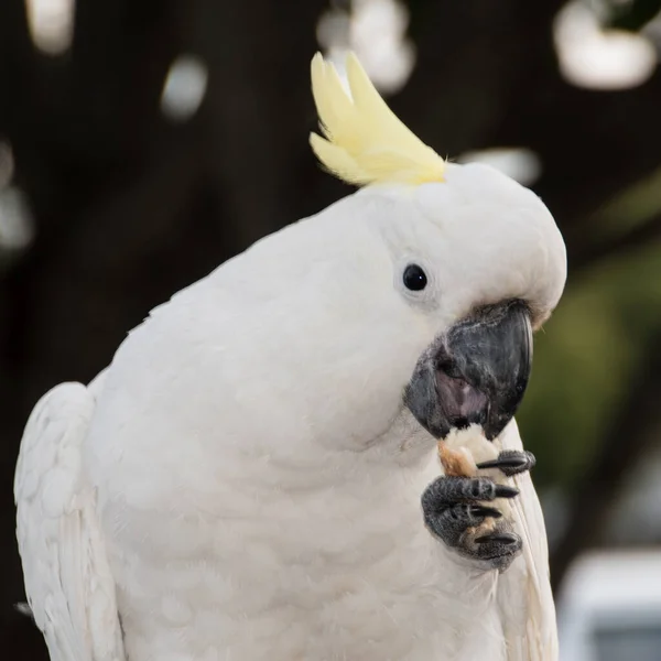 Sulphur Crest Cockatoo Profile — ストック写真
