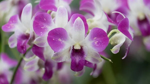 Fiori Orchidea Viola Bianchi — Foto Stock