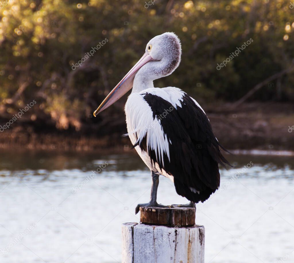 Pelican on a post at the waterfront. Taken in Woy Woy, NSW, Australia