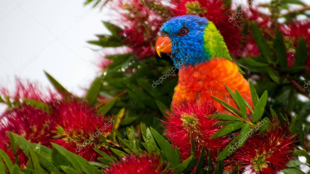 Rainbow Lorikeet in the Bottlebrush. Taken at Woy Woy, NSW, Australia