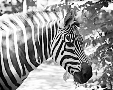 Zebra profili siyah beyaz.