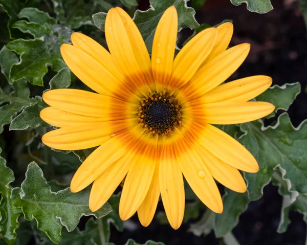 Жовта Квітка Гасанії Цвітіння — стокове фото