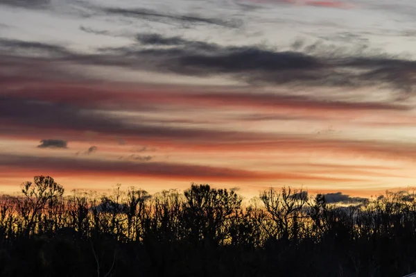 Sunset Sky Tree Top Sylwetki Malua Bay Południowym Wybrzeżu Nsw — Zdjęcie stockowe