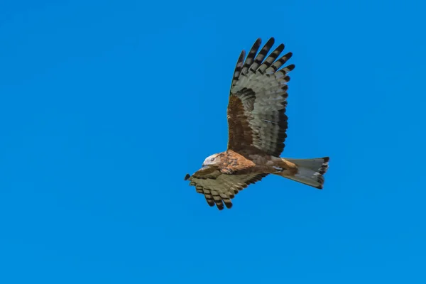 Avustralya Nsw Nin Merkez Kıyısındaki Canton Sahili Nin Etrafında Kare — Stok fotoğraf