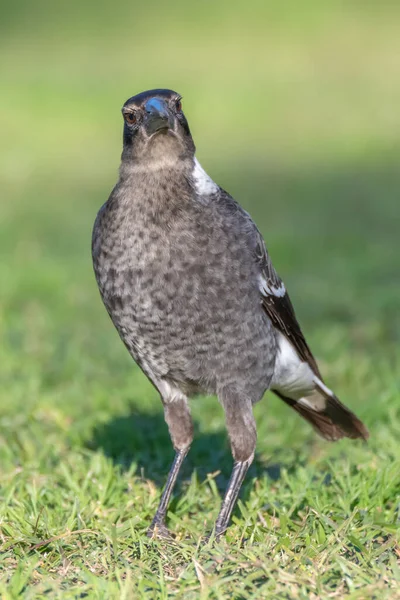 Ung Australiensisk Skatan Jakt Gräset Vid Canton Beach Central Coast — Stockfoto