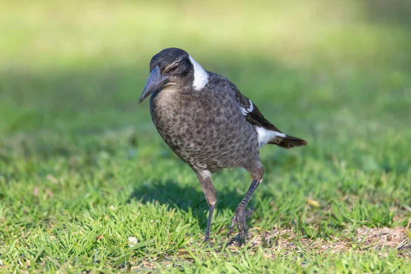 Jonge Australische Ekster Jacht Het Gras Bij Canton Beach Aan — Stockfoto