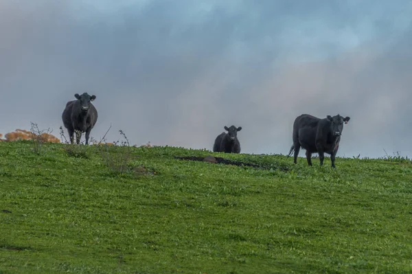 Paisagem Rural Com Vacas Perto Das Tabelas Sul Nsw Austrália — Fotografia de Stock
