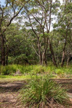 Jervis Bay, ACT, Avustralya 'daki Booderee Ulusal Parkı' ndaki Green Patch plajına uzanan çalılık ve kamp alanı..