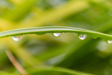 Bahçedeki at kuyruklu palmiye yaprağına yağmur damlası. Woy Woy 'da NSW, Avustralya' da çekildi..