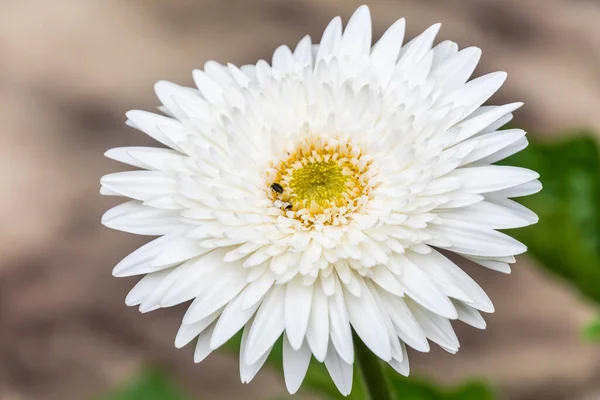 White Osteospermum Gresford Hunter Region Nsw Αυστραλία — Φωτογραφία Αρχείου