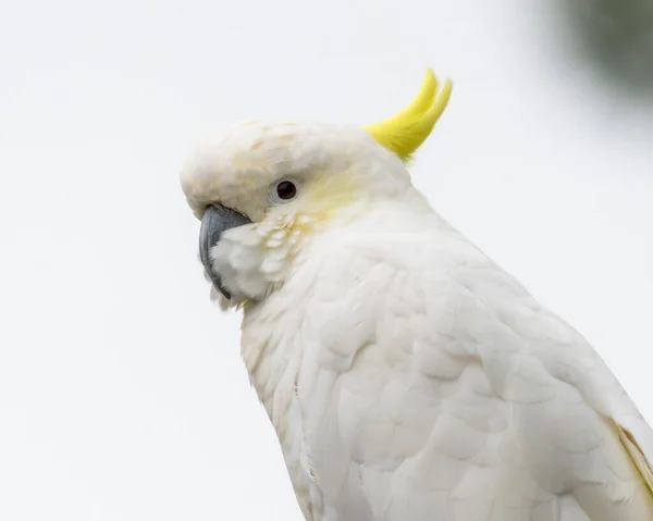 雨の中でワイヤーにコカトゥーをCrested Woy Woy Nsw Australia — ストック写真