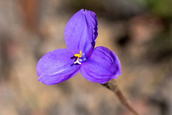 Patersonia Sericea Uma Espécie Planta Com Flor Pertencente Família Iridaceae — Fotografia de Stock