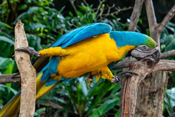 Blå Och Guld Macaw Fågel Singapore — Stockfoto