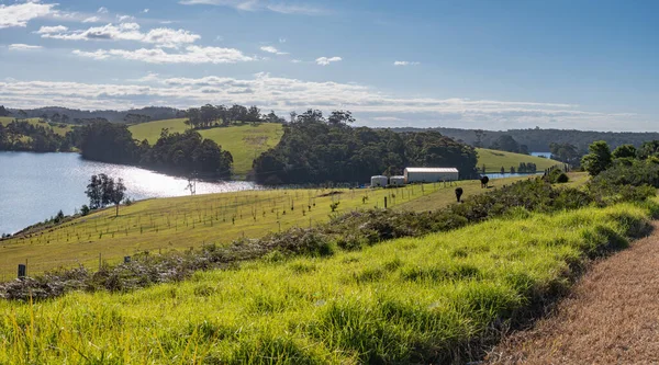 Rural Landscape Panorama Cows Dams Bodalla South Coast Nsw Australia — Stock Photo, Image