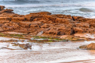 Central Coast, NSW, Avustralya 'daki North Avoca Sahili' nde Sabah Denizi ve Beyaz Yüzlü Balıkçıl.
